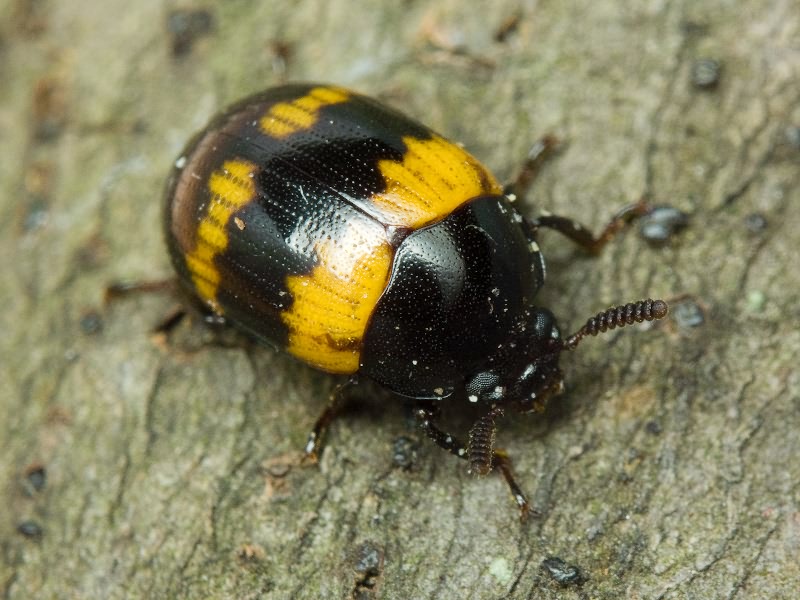 Diaperis boleti (Linnaeus, 1758)